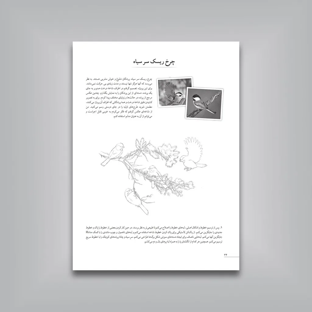 کتاب آموزش گام‌به‌گام طراحی پرندگان | موری آسِنگ — انتشارات یساولی